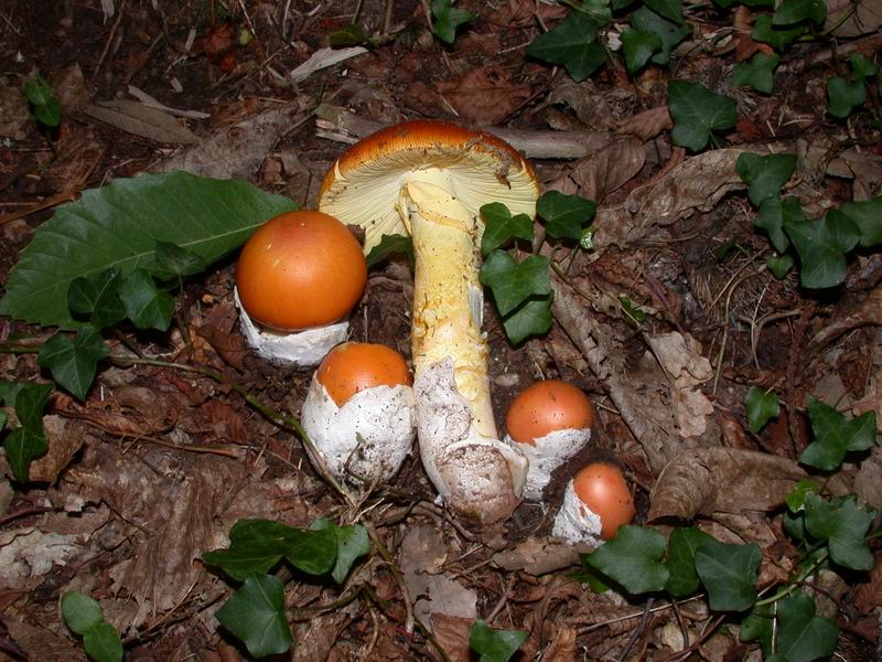 Escursione autunnale in Corsica - 3